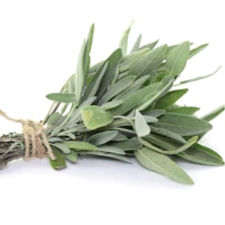 Fresh Sage