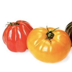 Heirloom Tomatoes